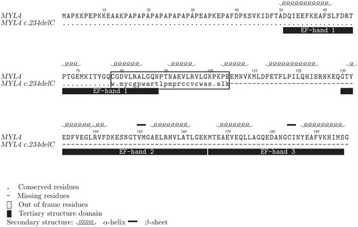 A protein sequence alignment of the wild-type and mutated MYL4 gene products illustrating the effect of the c.234delC mutation. Conserved amino acid residues are depicted as a dot (.), the portion of the mutated protein rendered out of frame is within a box and missing residues as a cause of a premature stop codon are depicted as a dash (-). Secondary and tertiary protein structure properties are shown above and below the alignment, respectively (UniProtKB: P12829).