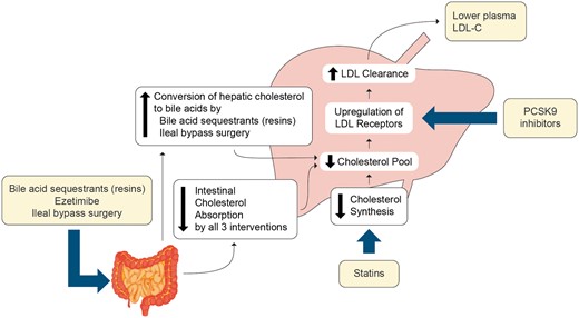 Schematic figure showing that all therapies that act predominantly to lower low-density lipoprotein (LDL) act via the LDL receptor pathway to up-regulate LDL receptors and thus increase LDL clearance.