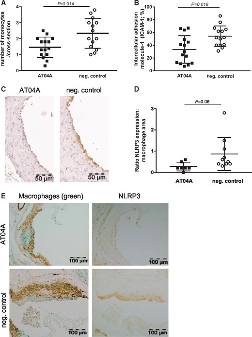 AT04A immunization reduces the number of monocytes adhering to the endothelium, ICAM-1 expression and NLRP3 expression in macrophages. (A) The number of monocytes was counted per cross-section after staining with AIA 31240 and (B) endothelial ICAM-1 was determined as percentage of the endothelial surface in the cross sections and (C) a representative image is shown. (D) NLRP3 expression was determined in the severe (type IV–V) lesions after immune staining with anti-NLRP3 antibodies and the amount of NLRP3 expression in the macrophage area was calculated. (E) Photographs of atherosclerotic plaques stained with aSMC (brown), macrophages (green) and NLRP3 (brown). A Mann–Whitney U test was used for statistical analysis. Data are presented as means ± SD (n = 14–15 in A–B, n = 7–10 in D).