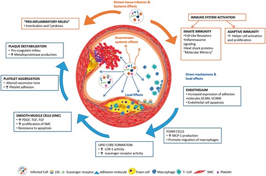 Schematic of various pro-atherosclerotic pathways activated in chronic infection. The blue arrows denote direct effects of the microorganism on vascular endothelium and the orange arrows depict systemic effects that are pro-atherosclerotic.