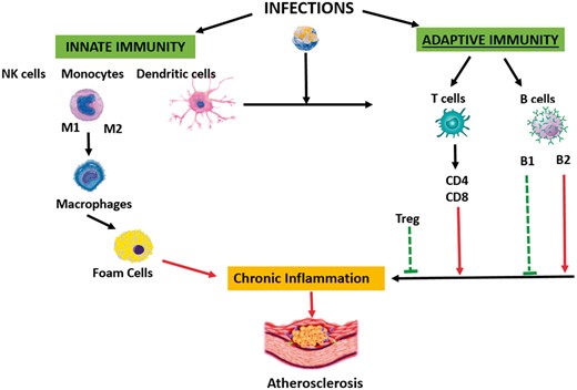 Schematic depicting various immune pathways triggered by infections. Modulations of these pathways with vaccination hold promise. Red arrows denote atherogenic pathways, green arrows denote natural anti-atherogenic pathways, and the broken blue arrows denote pathways that can to be modulated by immunization. (Treg—regulator T cells).