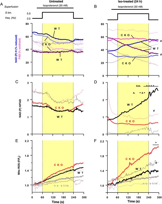 Mitochondrial oxidation and reactive oxygen species production in cardiomyocytes from Iso-treated CKO and wild-type mice. Isolated cardiomyocytes from untreated or Iso-treated (24 h) mice were electrically stimulated (0.5 Hz) and then exposed to Iso (30 nM) and increased stimulation frequency of 5 Hz for 3 min. (A and B) Auto-fluorescence of nicotinamide adenine dinucleotide phosphate (blue traces) and flavin adenine dinucleotide (magenta traces), (C and D) the ratio of nicotinamide adenine dinucleotide phosphate/flavin adenine dinucleotide, and (E and F) mitochondrial .O2− formation indexed by MitoSOX. n = 8–43; data are means ± SD. #P <0.05 CKO vs. wild type, two-way ANOVA; *P <0.05, **P <0.01, ***P <0.001, and ****P <0.0001 wild type vs. CKO Bonferroni post-test of two-way ANOVA.
