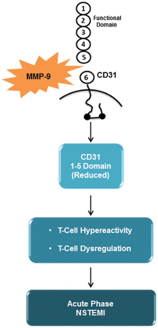 This schematic outline describe matrix metalloproteinase-9 involvement in adaptive immunity dysregulation observed during the acute phase of acute coronary syndrome. See the text for description.