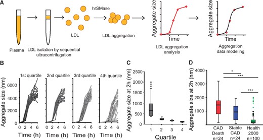 Measurement of the susceptibility of low-density lipoprotein (LDL) from healthy human subjects and from coronary artery disease patients to aggregate ex vivo. (A) LDL is isolated from blood plasma by ultracentrifugation and aggregation was induced by incubation with human recombinant secretory sphingomyelinase (hrSMase) at pH 5.5. The size of LDL particles was measured before hrSMase treatment (time = 0 h), and formation of LDL aggregates was followed in real time by measuring their size with dynamic light scattering. (B) LDL particles were isolated from 100 plasma samples collected from the Finnish Health 2000 Health Examination Survey and the aggregation susceptibility of the particles was analysed. Based on LDL aggregate size at 2 h, the particles were divided into quartiles. (C) Size distributions of LDL aggregates at the 2 h time point. The box encompasses the middle 50% of the measured values; the horizontal line within each box shows the median of the measured values; the whiskers encompass the most extreme data point that is still no further from the margins of the box than 1.5 times the interquartile range. (D) Patients (n = 48) from the Corogene study, having >50% stenosis in their coronary arteries were divided into two groups: (i) CAD death group, in which patients died of coronary events during an average 2.5-year follow-up period and (ii) stable CAD group, having no cardiovascular events during the follow-up period. The patients were matched for the conventional cardiovascular risk factors. LDL was isolated and LDL aggregation was induced by treatment with hrSMase. The box plot diagram shows the distribution of aggregate sizes after incubation for 2 h in the two groups from Corogene study and in 100 subjects from the Health 2000 study (all quartiles from C combined). Statistical differences between the groups were determined using Kruskal–Wallis test followed by Dunn’s test. P < 0.001 by Kruskal–Wallis test; *P < 0.05, ***P <0.001 by Dunn’s test.