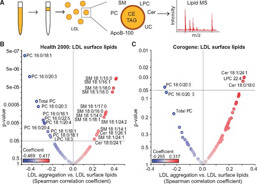 The susceptibility of low-density lipoprotein (LDL) to aggregate strongly correlates with the surface lipid composition of the particles. (A) LDL was isolated from plasma and LDL lipidome was analysed using mass spectrometry. Volcano plots showing Spearman correlation coefficients of LDL aggregate size at 2 h vs. LDL surface lipids in (B) Health 2000 samples and (C) in Corogene samples. Red circles indicate positive correlations, and blue circles indicate negative correlations. The identities of only those lipids with significance correlation values (P < 0.05) are indicated. Cer, ceramide; LPC, lysophosphatidylcholine; PC, phosphatidylcholine; SM, sphingomyelin.