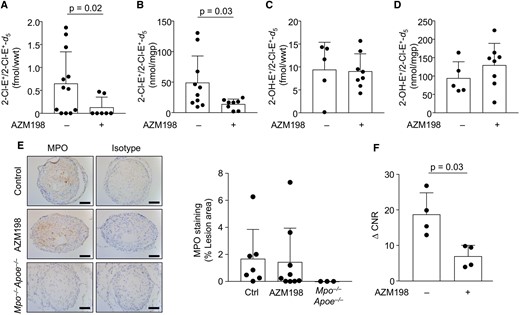 AZM198 treatment decreases myeloperoxidase (MPO) activity in unstable lesions. Unstable plaque from TS Apoe−  /  − mice fed WD ± AZM198 for 13 weeks was analysed for in vivo (A) and ex vivo 2-chloroethidium (2-Cl-E+) (B) as well as in vivo (C) and ex vivo 2-hydroxyethidium (2-OH-E+) (D) using LC/MS-MS as described in Methods section. (E) Representative IHC of MPO in unstable plaque from TS mice ± AZM198. IHC was performed as described in Methods section, using rabbit IgG isotype and sections from Mpo−  /  −Apoe−  /  − mice as controls, with corresponding quantitative data. Scale bar = 100 μm. (F) ΔCNR (CNR60 min − CNRprecontrast) following MPO-Gd T1-TSE. Quantitative data show individual data with mean + standard deviation analysed by Mann–Whitney rank sum test.