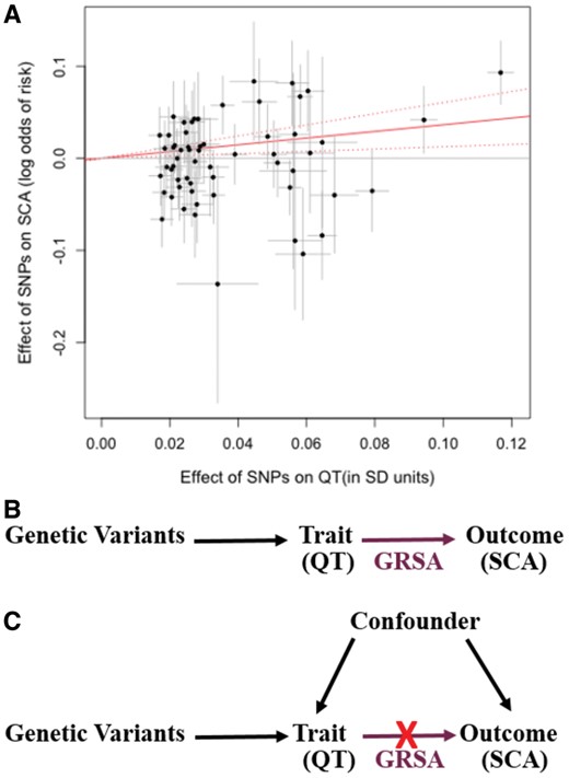 Genetic Risk Score Association (GRSA) estimation. The plot (A) illustrates the process by which the QT-SCA Genetic Risk Score Association is calculated using SNPs associated with QT at P < 5 × 10−8. The points represent the effect of each SNP on QT (in units of standard deviation of QT) on the x-axis and the log odds effect on sudden cardiac arrest risk (corresponding 95% confidence intervals in grey) on the y-axis. The estimate of the genetic risk score association is the slope of the zero-intercept weighted regression line (solid red line). For the Genetic Risk Score Association used in our analyses, the model contains a genome-wide LD-pruned SNP set (details in Methods section). The top directed acyclic graph (B) represents a scenario in which the trait of interest has a causal effect on the outcome. If the Genetic Risk Score Association, comprised of trait-associated variants (e.g. QT), has a significant effect on the outcome (e.g. sudden cardiac arrest), it supports a causal role for the trait on the outcome. The bottom directed acyl graph (C) presents the case where an association is observed between the trait and outcome, but the Genetic Risk Score Association comprised of trait-associated variants is not significantly associated with the outcome, suggesting that the observational association is likely being mediated by a confounding variable and the trait does not have a causal impact on the outcome.