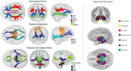 White matter tracts-of-interest (left panel) and subcortical structures (right panel) measured in the current study. AR, acoustic radiation; ATR, anterior thalamic radiation; Cing, cingulum (gyrus and parahippocampal); CST, corticospinal tract; Fmaj and Fmin (forceps major and minor); IFOF, inferior fronto-occipital fasciculus; ILF, inferior longitudinal fasciculus; MCP, middle cerebellar peduncle; ML, medial lemniscus; PTR, posterior thalamic radiation; SLF, superior longitudinal fasciculus; STR, superior thalamic radiation; Unc, uncinate fasciculus.