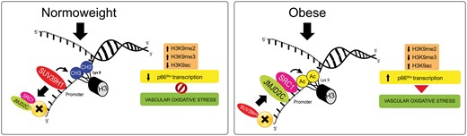 Role of SUV39H1 in obesity-induced vascular oxidative stress. In normal weight, SUV39H1 expression maintains H3K9 methylation levels preventing the binding of chromatin remodellers SRC-1 and JMJD2C to p66Shc promoter. In the presence of obesity, down-regulation of SUV39H1 facilitates recruitment of SRC-1/JMJD2C with reduced di-/trimethylation and acetylation of H3K9 on p66Shc promoter. This chain of events fosters gene transcription of mitochondrial p66Shc, oxidative stress and endothelial dysfunction. H3K9me2, histone 3 lysine 9 dimethylation; H3K9me3, histone 3 lysine 9 trimethylation; H3K9ac, histone-3 acetylation.