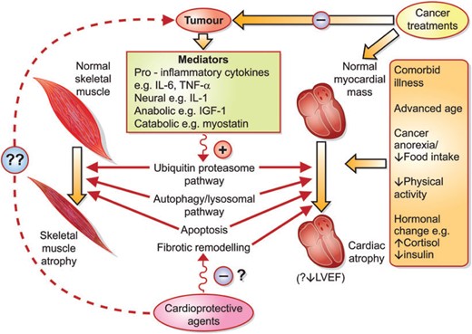 Proposed model illustrating the multifactorial aetiology of cardiac and skeletal muscle atrophy in patients with cancer cachexia. The interplaying pathways leading to cardiac and skeletal muscle atrophy outlined in this figure are non-exhaustive and remain incompletely delineated. IGF-1, insulin-like growth factor-1; IL, interleukin; LVEF, left ventricular ejection fraction; TNF-a, tumour necrosis factor-a.