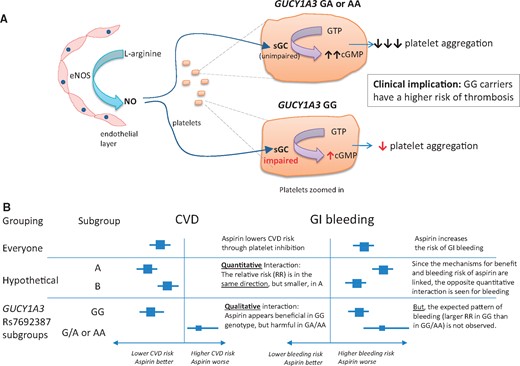 Postulated effects of GUCY1A3 variants on platelet function. (A) Platelet response to nitric oxide; (B) relationship of genotype with response to aspirin on risk of cardiovascular disease and gastrointestinal bleeding. eNOS, endothelial nitric oxide synthase; NO, nitric oxide; sGC, soluble guanylyl cyclase.