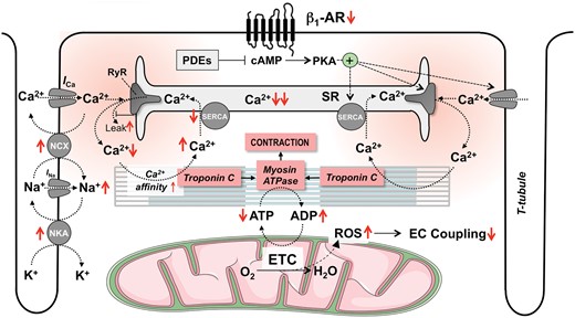The physiology of excitation–contraction coupling and how this is altered in systolic heart failure. AR, adrenergic receptor; cAMP, cyclic adenosine monophosphate; ETC, electron transport chain; I Ca and I Na, Ca2+ and Na+ currents; NCX; Na+/Ca2+-exchanger; NKA, Na+/K+-ATPase; PDE, phosphodiesterase; PKA, protein kinase A; RyR, ryanodine receptor; SR, sarcoplasmic reticulum; SERCA, SR Ca2+ ATPase; T-tubule, transversal tubule. Red arrows ( ↑↓) indicate the direction of change in heart failure.