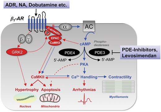 Signal transduction of β1-adrenergic stimulation in cardiac myocytes and its impact on inotropy, but also arrhythmias, hypertrophy, and apoptosis. 5’-AMP, 5’ adenosine monophosphate; AC, adenylyl cyclase; ADR, adrenaline; AR, adrenergic receptor; CaMKII, Ca2+/calmodulin-dependent protein kinase II; cAMP, cyclic adenosine monophosphate; EPAC, exchange protein directly activated by cAMP; GRK2, G-protein coupled receptor kinase 2; NA, noradrenaline; PDE, phosphodiesterase; PKA, protein kinase A; α, β, γ, α-, β- and γ-subunits of the stimulatory G-protein.