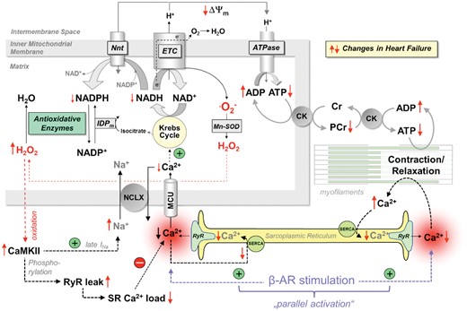 Interplay between EC coupling and mitochondrial energetics. Krebs cycle activity is controlled by Ca2+, and mitochondrial Ca2+ uptake is diminished in heart failure by changes in cytosolic Ca2+ and Na+ handling. This provokes an energetic deficit and oxidative stress, which further impairs EC coupling and aggravates systolic and diastolic function. AR, adrenergic receptor; ATPase, F1Fo-ATP synthase; CaMKII, Ca2+/calmodulin-dependent protein kinase II; CK, creatine kinase; Cr, creatine; ETC, electron transport chain; IDPm, isocitrate dehydrogenase; late I Na, late Na+ current; MCU, mitochondrial Ca2+ uniporter; Mn-SOD, mitochondrial superoxide dismutase; NCLX, mitochondrial Na+/Ca2+-exchanger; Nnt, nicotinamide nucleotide transhydrogenase; PCr, phosphocreatine; RyR, ryanodine receptor; SERCA, SR Ca2+ ATPase. Red arrows ( ↑↓) indicate the direction of change in heart failure.