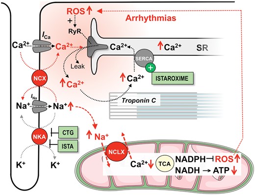 Mechanisms of action of cardiotonic glycosides (CTG) and istaroxime (ISTA). I Ca and I Na, Ca2+ and Na+ currents; NCLX, mitochondrial Na+/Ca2+-exchanger; NCX, Na+/Ca2+-exchanger; NKA, Na+/K+-ATPase; ROS, reactive oxygen species; RyR, ryanodine receptor; SERCA, SR Ca2+ ATPase; SR, sarcoplasmic reticulum; TCA, tricarboxylic acid (Krebs) cycle. Red arrows ( ↑↓) indicate the direction of change in response to CTG.