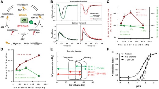 Mechanism of action and effects of omecamtiv mecarbil. (A) The mechanochemical cycle of myosin. Yellow indicates myosin weakly bound to actin, while red indicates the myosin strongly bound to actin. Omecamtiv mecarbil (OM) accelerates the transition rate of myosin into the strongly actin-bound force-generating state. (B) Representative tracings showing that OM (200 nM) increases the time and amplitude of myocyte shortening without any effect on the cytosolic Ca2+ transient. In contrast, the β-AR agonist isoproterenol increases myocyte shortening through increasing cytosolic Ca2+ transients. Fractional systolic sarcomere shortening and diastolic cell length (C) as well as time to peak and maximal relaxation velocity (D) in isolated rat cardiac myocytes in response to escalating concentrations of OM. (A–D) are from Malik et al. 96 with permission. (E) Impact of OM (20 min infusion at a dose that prolonged SET by 20%) on LV pressure-volume loops in a pig model of myocardial stunning (termed ‘post-ischaemic’ heart). The volumes indicate LV stroke volume and end-diastolic volume, of which EF is calculated. Taken from Bakkehaug et al. 99 with permission. (F) The impact of OM at 0.1 or 1 µM on normalized isometric force in response to increasing Ca2+ concentrations (decreasing pCa) in skinned rat cardiac myocytes. Taken from Nagy et al. 102 with permission.
