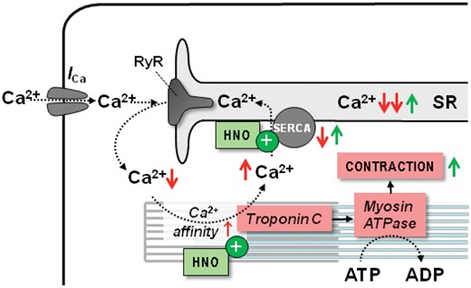 Mechanisms of action of nitroxyl (HNO) in HF. HNO affects redox-sensitive residues of various proteins involved in myocyte Ca2+ handling. In particular, HNO increases SERCA activity and sensitizes myofilaments to Ca2+. In concert, these properties increase SR Ca2+ load, systolic Ca2+ transients and contraction. Red arrows ( ↑↓) indicate the direction of change in heart failure, while green arrows ( ↑↓) indicate the direction induced by HNO.