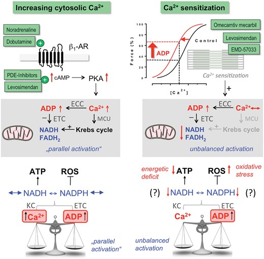 Known and hypothesized bioenergetic consequences of inotropic interventions that either increase cytosolic Ca2+ or myofilament Ca2+ sensitivity. ECC, excitation–contraction coupling; ETC, electron transport chain; MCU, mitochondrial Ca2+ uptake.