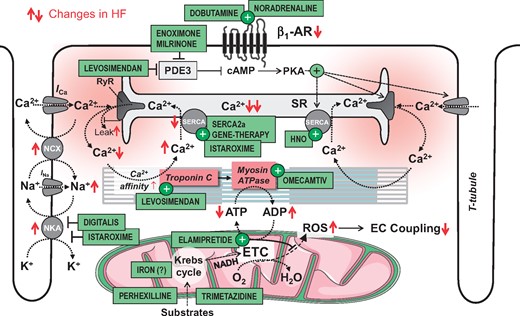 Mechanisms of excitation-contraction coupling, known defects in heart failure and which targets inotropic compounds have. In systolic HF, contractile dysfunction is primarily related to attenuated increases in cytosolic Ca2+ during systole. This is the result of decreased activity of the sarcoplasmic reticulum (SR) Ca2+ ATPase (SERCA) and leaky ryanodine receptors (RyR). Maximal contractility is further limited by decreased adenosine triphosphate (ATP) production in mitochondria. Dobutamine and norepinephrine activate β1-adrenergic receptors (β1-AR), increasing cAMP which phosphorylates protein kinase A (PKA). PKA in turn phosphorylates proteins involved in EC coupling and thereby accelerates the kinetics and amounts of cytosolic Ca2+ during systole. The phosphodiesterase 3 (PDE3) inhibitors enoximone and milrinone potentiate β-AR-induced cAMP elevations and therefore, have similar effects on inotropy as dobutamine, increasing Ca2+ fluxes. Digitalis inhibits the Na+/K+-ATPase (NKA) and thereby elevates intracellular Na+, which in turn elevates Ca2+ by hampering cytosolic Ca2+ export via the forward mode Na+/Ca2+ exchanger (NCX) and may increase reverse mode NCX-mediated Ca2+ influx during the early phase of the action potential. Istaroxime has similar effects as digitalis but also activates SERCA to accelerate diastolic Ca2+ uptake into the SR. SERCA2a gene therapy increases the mRNA and protein levels of SERCA and thereby, potentiates SR Ca2+ uptake and release. Nitroxyl (HNO) activates SERCA activity and increases myofilament Ca2+ sensitivity. Levosimendan increases the affinity of troponin C to Ca2+ and thereby, increases force generation for any given cytosolic Ca2+ concentration. In addition, levosimendan inhibits PDE3, which elevates cAMP and PKA activity with subsequent effects on Ca2+ handling as described above for catecholamines and PDE-inhibitors. Omecamtiv mecarbil is a myosin activator that prolongs actin–myosin interaction and thereby, results in a prolongation (but not acceleration) of contraction. Elamipretide (also known as Bendavia or MTP-131) binds to cardiolipin in the inner mitochondrial membrane, increasing ATP production and reducing the generation of reactive oxygen species (ROS). Trimetazidine and perhexiline optimize substrate utilization and thereby, improve cardiac energetics. Iron restores iron deficiency and thereby, may improve function of Krebs cycle enzymes and possibly, the electron transport chain (ETC).