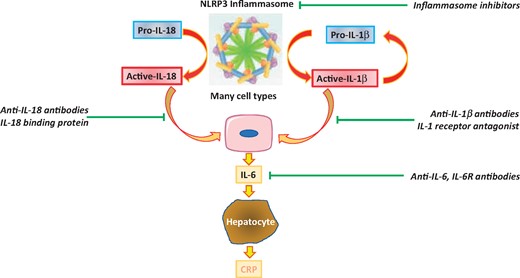 The inflammasome interleukin-18, interleukin-1β, interleukin-6 pathway. The NLRP3 inflammasome, a multicomponent assembly of proteins in the cell, senses a variety of danger signals that yield activation of its constituent enzyme caspase-1. This proteinase cleaves both pro-interleukin-18 and pro-interleukin-1β to their active forms. Interleukin-18 or interleukin-1β can induce the production of copious interleukin-6 from a variety of cell types, serving as an amplifier of pro-inflammatory signalling. Interleukin-6 in turn triggers hepatocytes to alter their programme of protein synthesis to augment production of the acute phase reactants including C-reactive protein. Interleukin-1 can induce its own gene expression providing another amplification loop. Existing therapeutic agents (in italics) can inhibit many components of this pathway and include direct NLRP3 inhibitors as well as antibodies targeting interleukin-1, interleukin-6, and interleukin-18 (from Ridker PM, MacFadyen JG, Thuren T, Libby P, on behalf of the CANTOS Trial Group. Residual inflammatory risk associated with interleukin-18 and interleukin-6 after successful interleukin-1β inhibition with canakinumab: further rationale for the development of targeted anti-cytokine therapies for the treatment of atherothrombosis. See pages 2153–2163).