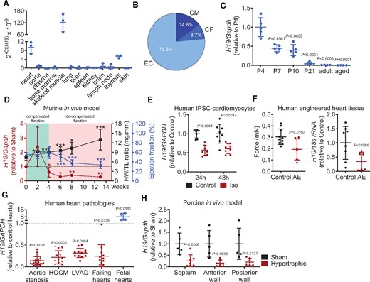 Cardiac hypertrophy-associated repression of H19 is conserved among mice, humans, and pigs. (A) Abundance of H19 in various mouse organs (n = 3). (B) Distribution of H19 in a cardiac fraction of murine hearts (CM, cardiomyocytes; CF, cardiac fibroblasts; EC, endothelial cells; n = 8). (C) H19 in stages of murine heart development (n = 4–5). (D) H19 expression levels, heart weight-to-tibia-length ratio (HW/TL), and ejection fraction (EF) over the time course of heart failure progression (TAC, transverse aortic constriction; n = 5–8). (E) H19 gene expression in human induced pluripotent stem cell (iPSC)-derived cardiomyocytes after pro-hypertrophic stimulation (Iso, isoproterenol; n = 3). (F) Contractile force measurements and human H19 levels in human engineered heart tissue with and without afterload enhancement (AE; n = 6–8). (G) Expression of human H19 in patient-derived cardiac material compared to corresponding control tissues (indicated as dashed line) (HOCM, hypertrophic obstructive cardiomyopathy; LVAD, left ventricular assist device). (H) H19 Expression in different heart segments of hypertrophic pigs and Sham animals. Data are means ± SD. P-values were determined by two-tailed unpaired Student’s t-test. *P < 0.05; **P < 0.01; ***P < 0.001.