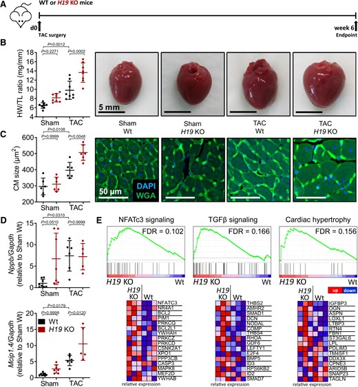H19 knock-out exacerbates cardiac hypertrophy in vivo. (A) Schematic representation of the experimental design. (B) Heart weight-to-tibia-length ratio (HW/TL) of H19 KO and wild-type littermates (Wt) and (C) cardiomyocyte size (n = 6; DAPI = 4′,6-diamidino-2-phenylindole; TAC, transverse aortic constriction; WGA, wheat germ agglutinin coupled to Alexa Flour 488). (D) Expression of hypertrophic marker genes Nppb (natriuretic peptide B) and Mcip1.4 (myocyte-enriched calcineurin-interacting protein 1.4). (E) Microarray analysis of fractionated cardiomyocytes from H19 KO and Wt animals (n = 3) 6 weeks after TAC represented as heatmaps of indicated gene sets. Data are means ± SD. P-values were determined by one-way ANOVA with Bonferroni correction.