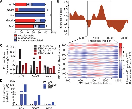 Nuclear H19 interacts with EZH2 to regulate NFAT signalling. (A) Cytoplasmatic, nuclear soluble, and chromatin-associated abundance of H19 and controls in subcellular fractions of HL-1 cardiomyocytes (ActB, actin beta; Gapdh, glyceraldehyde-3-phosphate dehydrogenase; Neat1, nuclear paraspeckle assembly transcript 1; Xist, X inactive specific transcript) (n = 3). (B) Interaction score and binding propensities for EZH2 interaction with H19 predicted by CatRAPID. The heatmap indicates the interaction score (ranging from −3 to +3) of individual amino acid and nucleotide pairs. (C) Validation of the direct binding between H19 and EZH2 by RNA immunoprecipitation (RIP) in nuclear lysates of HL-1 cardiomyocytes in the presence and absence (si-H19) of H19 compared to controls. (D) Validation of direct interaction of H19 with components of the PRC2 complex (EED, Embryonic Ectoderm Development, SUZ12, SUZ12 Polycomb Repressive Complex 2 Subunit). Data are means ± SD.