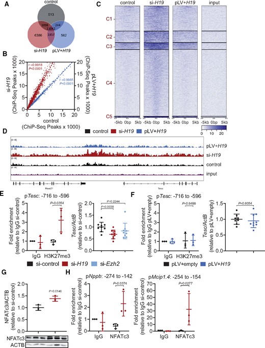 Modulation of H19 expression alters H3K27me3 patterns in HL-1 cells. (A) Venn diagram analysis of H3K27me3 ChIP-Seq data. (B) Peak correlation scatterplot for pairwise comparison. (C) Cluster heatmaps showing peak intensities of H3K27me3. (D) H3K27me3 peak profile in the Tescalcin (Tesc) locus depicted with Integrated Genome Viewer (IGV). (E) ChIP-qPCR validation for H3K27me3 in the Tesc locus (pTesc: −716 to −596 nt) and Tesc expression after H19 and Ezh2 knockdown. (F) ChIP-qPCR validation for H3K27me3 in the Tesc locus (pTesc: −716 to −596 nt) and Tesc expression after lentiviral-based H19 overexpression. (G) Immunoblotting of NFATc3 upon H19 knockdown. (H) ChIP-qPCR for NFATc3 binding to the Nppb and Mcip1.4 promoter after H19 knockdown. Data are means ± SD. P-values were determined by two-tailed unpaired Student’s t-test.