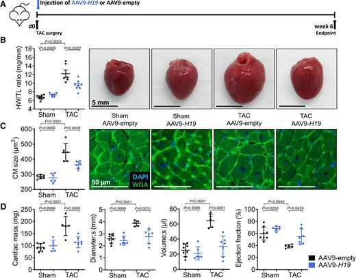 H19 gene therapy prevents cardiac remodelling. (A) Schematic representation of the experimental design with cardiomyocyte-specific AAV9-H19 or control virus (AAV9-empty). (B) Heart-weight-to-Tibia-length ratios (HW/TL) of Sham- or TAC-operated mice and (C) cardiomyocyte size (n = 6; DAPI = 4′,6-diamidino-2-phenylindole; WGA, wheat germ agglutinin coupled to Alexa Flour 488; TAC, transverse aortic constriction). (D) Echocardiographic analysis of cardiac dimensions and function. Data are means ± SD. P-values were determined by one-way ANOVA with Bonferroni correction.
