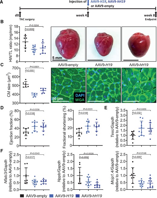 H19 therapy is effective in hypertrophic hearts. (A) Schematic representation of the experimental design with murine and human H19 (AAV9-H19, AAV9-hH19 compared to empty vector AAV9-empty). (B) Heart-weight-to-Tibia-length ratios (HW/TL) of Sham- or TAC-operated mice and (c) cardiomyocyte size (n = 6; DAPI = 4′,6-diamidino-2-phenylindole; TAC, transverse aortic constriction; WGA, wheat germ agglutinin coupled to Alexa Flour 488). (D) Echocardiographic analysis. (E) Tesc expression levels. (F) Expression levels of Nfatc3, Nppb, and Mcip1.4. Data are means ± SD. P-values were determined by one-way ANOVA with Bonferroni correction.