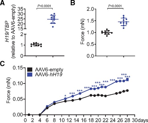 Administration of human H19 (hH19) improves contractile force of human engineered heart tissues. (A) AAV6-mediated overexpression of H19 in human engineered heart tissue (EHT) compared to control (AAV6-empty). (B) Increased contractile force 28 days after EHT preparation. (C). Force development over time. Data are means ± SD. P-values were determined by two-tailed unpaired Student’s t-test or one-way with Bonferroni correction.