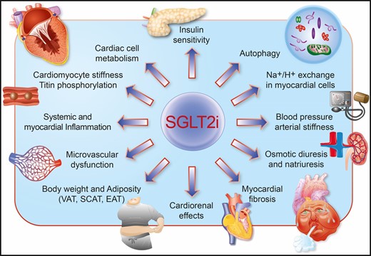 Schematic illustrating the principal mechanisms underlying LVH regression with SGLT2 inhibitors.
