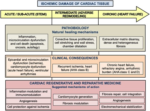Evolution of myocardial tissue destruction after ischaemic damage as a way to understand left ventricular dysfunction, from the pathobiological and the clinical points of view. The main objectives of regenerative and reparative products according to suggested mechanisms of action are also depicted for each phase. AHA, American Heart Association; STEMI, ST-segment elevation myocardial infarction.