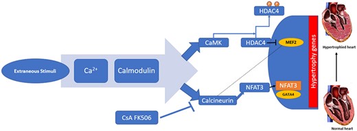 Calcium pathway in hypertrophy. Ca2+, calcium; Calcineurin, also called protein phosphatase 2B (PP2B); CaM, calcium-calmodulin complex; CaMK, CaM-dependent kinases; CsA and FK596, cytotoxic drugs inhibits calcineurin; CsA, cyclosporin A; HDAC, histone deacetylase; MEF, myocyte enhancer factor; NFAT, nuclear factor of activated T-cells. Modified from Passier R, Zeng H, et al. CaM kinase signalling induces cardiac hypertrophy and activates the MEF2 transcription factor in vivo. J Clin Invest 2000;105(10):1395–1406. doi:10.1172/JCI8551. PMD:10811847, PMCID: PMC315462.