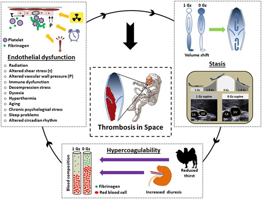 Proposed mechanisms of thrombus formation in space. The space environment is characterized by a unique combination of interacting prothrombotic factors. Several of them fall in more than one of the pathophysiological categories of the Virchow’s triad. CA, carotid artery; Gz, force of weight acting in head-to-foot direction; IJV, internal jugular vein; P, pressure; Τ, shear stress.
