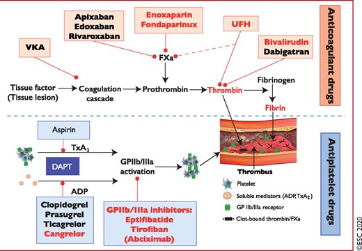Antithrombotic treatments in non-ST-segment elevation acute coronary syndrome patients: pharmacological targets. Drugs with oral administration are shown in black letters and drugs with preferred parenteral administration in red. Abciximab (in brackets) is not supplied anymore. ADP = adenosine diphosphate; DAPT = dual antiplatelet therapy; FXa = factor Xa; GP = glycoprotein; TxA2 = thromboxane A2; UFH = unfractionated heparin; VKA = vitamin K antagonist.