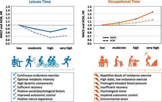 Leisure time physical activity and occupational physical activity in relation to major adverse cardiovascular events (MACE) and all-cause mortality (ACM). Cox regression models were adjusted for age, sex, body mass index, smoking, years in school, diabetes, systolic blood pressure, blood pressure medication, dietary preferences, alcohol consumption, chronic obstructive pulmonary disease by Global Initiative for Chronic Obstructive Lung Disease (GOLD) stage, LDL cholesterol, HDL cholesterol and triglycerides, resting heart rate, vital exhaustion score, occupation, cohabitation, marital status, and household income.1 The potential role of preventive factors of leisure activity and negative factors increasing risk. HR, hazard ratio.