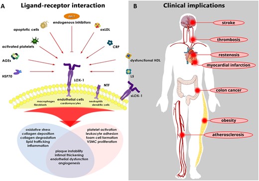 Ligand–receptor interactions (left) and their potential role in various diseases (right). (A) Multiple ligands, including oxLDL, L5, and dysfunctional HDL, have been shown to induce full-length LOX-1 stimulation. Depending on the cell type studied, LOX-1 stimulation activates subcellular signalling pathways that play major roles in the pathogenesis of various cardiovascular diseases. Notably, in human coronary endothelial cells exposed to oxLDL, Del-1 inhibits the LOX-1-dependent up-regulation of endothelial adhesion molecules, thereby representing an interesting endogenous molecule that—at least in part—curtails the detrimental effects mediated by LOX-1. (B) In recent years, the byproduct of LOX-1 cleavage (i.e. sLOX-1) and the most electronegative LDL subfraction (i.e. L5) have emerged as novel biomarkers, specifically in atherosclerosis-related events, such as myocardial infarction and ischaemic stroke. Furthermore, enhanced LAB activity has been shown to be associated with the incidence of cardiovascular diseases, particularly ischaemic stroke. AGEs, advanced glycation end-products; CRP, C-reactive protein; Del-1, developmental endothelial locus-1; HSP70, heat shock protein 70; LAB, LOX-1 ligand containing apoB; LOX-1, lectin-like oxidized LDL receptor-1; L5, L5 LDL; NTF, N-terminal fragment; oxLDL, oxidized LDL; sLOX-1, soluble LOX-1; VSMC, vascular smooth muscle cell (from Akhmedov A, Sawamura T, Chen CH, Kraler S, Vdovenko D, Lüscher TF. Lectin-like oxidized low-density lipoprotein receptor-1 (LOX-1): a crucial driver of atherosclerotic cardiovascular disease. See pages 1797–1807).