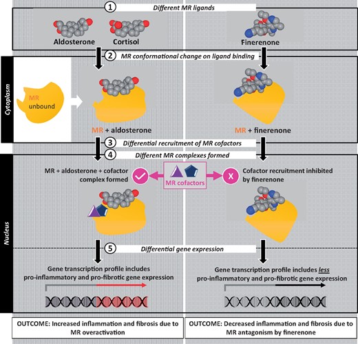 Finerenone reduces cofactor recruitment to the mineralocorticoid receptor, thereby reducing downstream expression of pro-inflammatory and pro-fibrotic factors following mineralocorticoid receptor overactivation. MR, mineralocorticoid receptor.