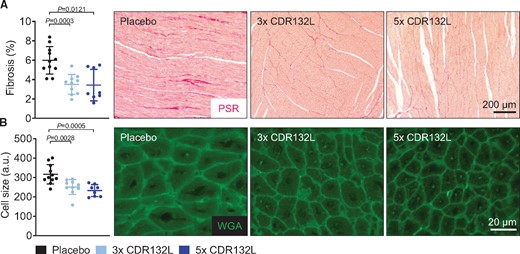 Hallmarks of cardiac remodelling in a large animal model of chronic HF. (A) Quantification and representative micrographs of picrosirius red (PSR) staining of the left ventricular remote regions for different treatment regimens at endpoint (6 months) (scale bar = 200 µm). (B) Quantification and representative micrographs of wheat germ agglutinin (WGA) staining for cardiac cell size measurement of the left ventricular remote region (scale bar = 20 µm). Data are mean ± SD; P-values: two-tailed Mann–Whitney U test (Placebo vs. treatment regimen).