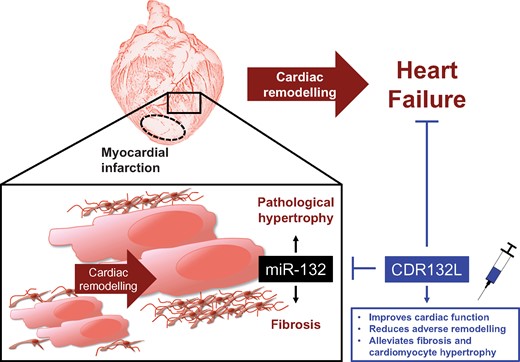 Repeated CDR132L treatment is safe, improves systolic and diastolic cardiac function and reduces both ventricular as well as atrial remodelling in a clinically relevant post-MI large animal model of chronic heart failure.