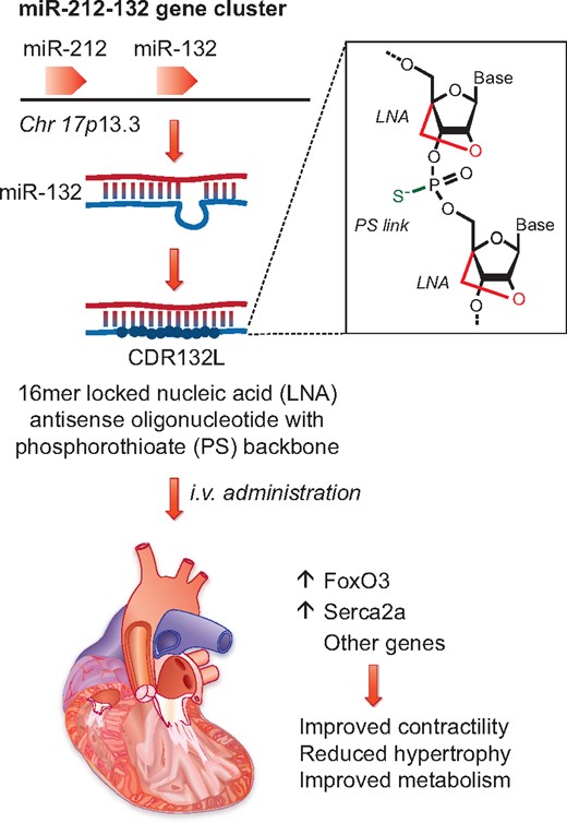 Thum and co-workers6 show that inhibition of miR-132, which is expressed from the miR-212-132 locus on human chromosome 17, results in increased levels of FoxO3 and Serca2a and improved cardiac function. Inhibition is achieved by administering a chemically modified oligonucleotide (CDR132L), which contains locked nucleic acid (LNA) nucleotides and phosphonothioate (PS) linkages to increase in vivo stability.