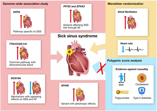 Summary of genetic insight into the pathogenesis of sick sinus syndrome (SSS) and the role of risk factors in its development. Variants at six loci (named by corresponding gene names) were identified through genome-wide association study (GWAS), and their unique phenotypic associations provide insight into distinct pathways underlying SSS. Investigation of the role of risk factors in SSS development supported a causal role for atrial fibrillation (AF) and heart rate, and provided convincing evidence against causality for body mass index (BMI), cholesterol (HDL and non-HDL), triglycerides, and type 2 diabetes (T2D). Mendelian randomization did not support causality for coronary artery disease, ischaemic stroke, heart failure, PR interval, or QRS duration (not shown in the figure). Red and blue arrows represent positive and negative associations, respectively (from Thorolfsdottir RB, Sveinbjornsson G, Aegisdottir HM, Benonisdottir S, Stefansdottir L, Ivarsdottir EV, Halldorsson GH, Sigurdsson JK, Torp-Pedersen C, Weeke PE, Brunak S, Westergaard D, Pedersen OB, Sorensen E, Nielsen KR, Burgdorf KS, Banasik K, Brumpton B, Zhou W, Oddsson A, Tragante V, Hjorleifsson KE, Davidsson OB, Rajamani S, Jonsson S, Torfason B, Valgardsson AS, Thorgeirsson G, Frigge ML, Thorleifsson G, Norddahl GL, Helgadottir A, Gretarsdottir S, Sulem P, Jonsdottir I, Willer CJ, Hveem K, Bundgaard H, Ullum H, Arnar DO, Thorsteinsdottir U, Gudbjartsson DF, Holm H, Stefansson K. Genetic insight into sick sinus syndrome. See pages 1959–1971.).