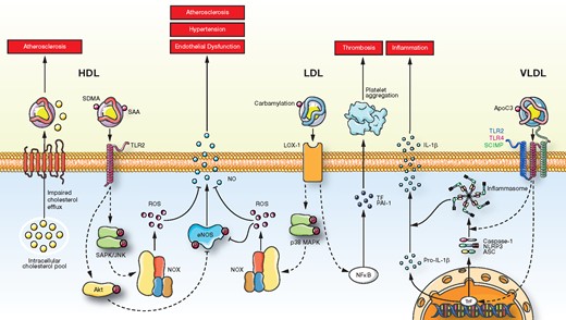 Cellular effects of HDL, LDL, and VLDL from patients with chronic kidney disease. SDMA, symmetric dimethylarginine; SAA, serum amyloid A; SAPK/JNK, protein kinase/Janus kinase; SCIMP, SLP adaptor and CSK interacting membrane protein; SDMA, symmetric dimethylarginine; TF, tissue factor; TLR2, toll-like receptor-2; TLR4, toll-like receptor-4; TrF, transcription factor (from Speer T, Ridker PM, von Eckardstein A, Schunk SJ, Fliser D. Lipoproteins in chronic kidney disease: from bench to bedside. See pages 2170–2185).