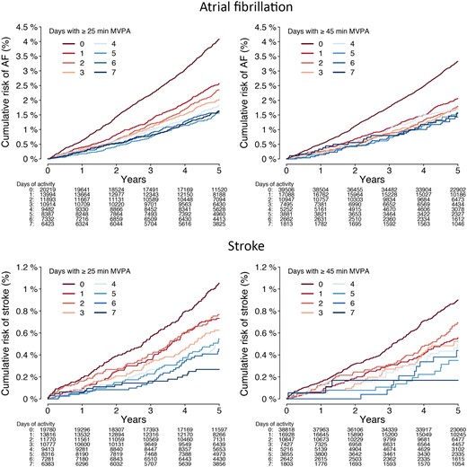 Cumulative risks of atrial fibrillation and stroke stratified by days meeting guideline-recommended moderate-to-vigorous physical activity levels. Depicted is the cumulative risk of atrial fibrillation (upper panels) and stroke (lower panels) stratified by the number of days individuals met the average daily moderate-to-vigorous physical activity levels corresponding to the European Society of Cardiology,14 American Heart Association,13 and World Health Organization standard thresholds (≥25 min/day, left panels),12 and the World Health Organization threshold for additional health benefits (≥45 min/day, right panels).12 Only individuals contributing a full week of accelerometer data are included (n = 88 644 for atrial fibrillation analyses; n = 87 536 for stroke analyses).