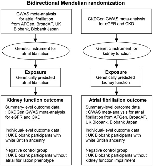 Study flow diagram. The study was a bidirectional Mendelian randomization analysis testing the causal effects between atrial fibrillation and kidney function. The genetic instrument for atrial fibrillation, derived from the previous genome-wide association study meta-analysis, was implemented to genetically predict atrial fibrillation and the causal estimates were calculated in the CKDGen genome-wide association study meta-analysis for estimated glomerular filtration rate and chronic kidney disease by summary-level Mendelian randomization. The genetic instrument for kidney function was introduced from the CKDGen genome-wide association study meta-analysis result and the causal estimates were calculated in the atrial fibrillation genome-wide association study meta-analysis result as a summary-level Mendelian randomization. Replication analysis was performed with the individual-level outcome data from the UK Biobank participants with white British ancestry as an ancestry-specific allele score-based Mendelian randomization analysis. The negative control groups, those without the phenotype of interest, were constructed including UK Biobank participants without atrial fibrillation or chronic kidney disease. If the causal estimates were not attenuated in the negative control groups, this would imply a presence of a pleiotropic pathway as there was no phenotype of interest to drive the causal effects from genetically predicted exposures to outcome traits. CKD, chronic kidney disease; eGFR, estimated glomerular filtration rate; GWAS, genome-wide association study; MR, Mendelian randomization.