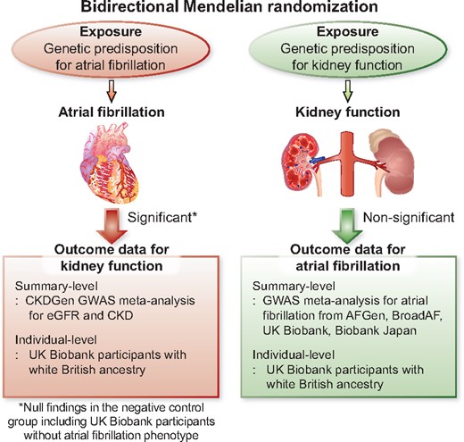This study supports that atrial fibrillation is a causal factor for kidney function impairment, although causal effects from kidney function on the risk of atrial fibrillation was inapparent.