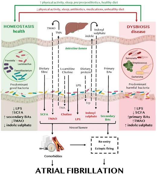 Putative mechanisms of gut microbiota-associated atrial fibrillation. Lifestyle components and diet directly impact the gut microbiota composition (homeostasis left, dysbiosis right) and the gut microbiota-derived metabolites. Gut microbiota-derived metabolites (beneficial metabolites in green, detrimental metabolites in red) contribute to the development of atrial arrhythmogenic remodelling and atrial fibrillation-promoting comorbidities, leading to both ectopic firing and a re-entrant substrate for atrial fibrillation maintenance. BA, bile acids; LPS, lipopolysaccharide; SCFA, short-chain fatty acids; TMA, trimethylamine; TMAO, trimethylamine N-oxide; Trp, tryptophan.