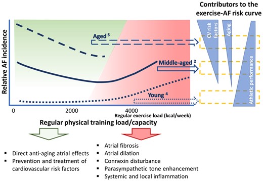 Impact of age in the relationship between exercise and atrial fibrillation (AF) risk in men. The risk of AF associated with exercise varies according to age (upper left); the effects of very high intensity exercise in aged individuals are uncertain. Atrial senescence, risk factor burden, and physical performance contribute to different impacts of exercise at different ages (right). These factors modulate the balance of potential pro- and antiarrhythmogenic mechanisms (bottom). This is a schematic with approximate regular exercise load estimations based on the literature (from Guasch E, Nattel S. Ageing, comorbidities, and the complex determinants ofatrial fibrillation in athletes. See pages 3526–3528).