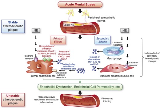 Diagram outlining the proposed pathophysiological mechanisms by which acute mental stress leads to unstable atherosclerotic plaque and cardiovascular events. Acute mental stress leads to the stimulation of peripheral sympathetic nerves, increasing locally available norepinephrine. Norepinephrine exerts primary effects on endothelial cells via α-adrenoreceptors, leading to up-regulation of adhesion molecules and release of chemokines. These effects are secondarily enhanced via the binding of norepinephrine to surface receptors of macrophages and vascular smooth muscle cells that release chemokines that further stimulate the effector endothelial cells. These effects collectively lead to leucocyte recruitment and adhesion. Endotheial dysfunction and increased endothelial cell permeability results in vascular inflammation, fibrous cap thinning, plaque instability, and ensuing cardiovascular events. CXCL1, chemokine C–X–C motif ligand 1; CCL7, chemokine C–C motif ligand 7; NE, norepinephrine; ICAM-1, intracellular adhesion molecule-1; VCAM-1, vascular adhesion molecule-1.
